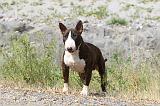 BULL TERRIER 029